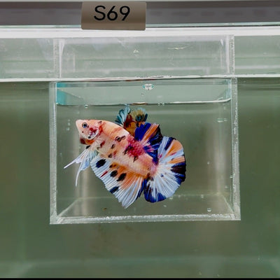 [Rare]Young Giant Koi Multicolor Bestform S69 Plakat - Male Betta J03