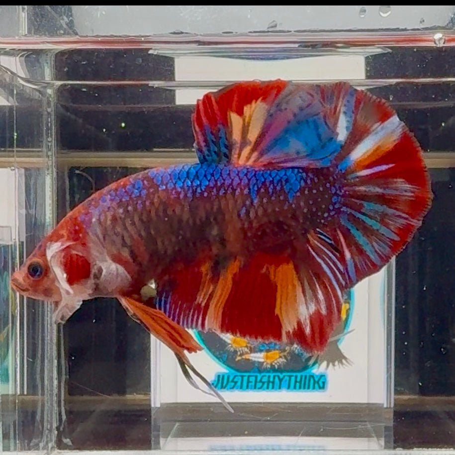 [Rare]Young Giant Koi Multicolor Bigtail A146 - Male Betta