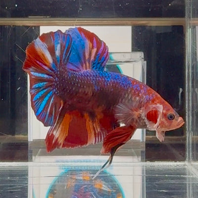 [Rare]Young Giant Koi Multicolor Bigtail A146 - Male Betta