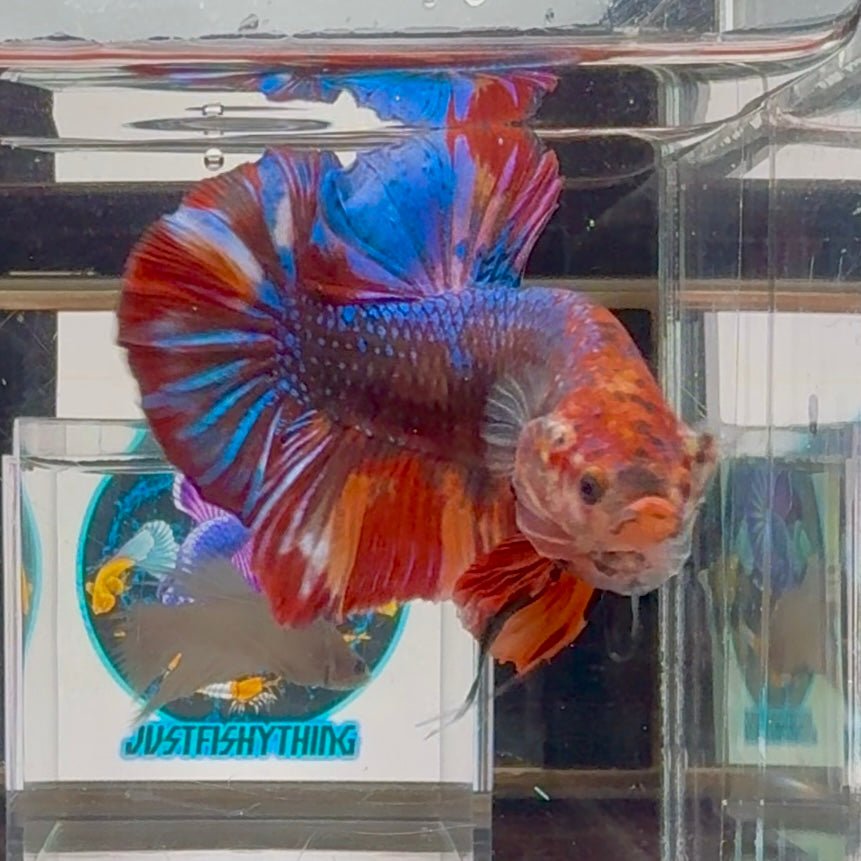 [Rare]Young Giant Koi Multicolor Bigtail A146 - Male Betta