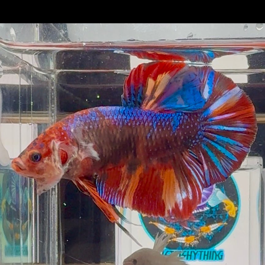 [Rare]Young Giant Koi Multicolor Bigtail A146 - Male Betta