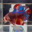 [Rare]Young Giant Koi Multicolor Bigtail A146 - Male Betta