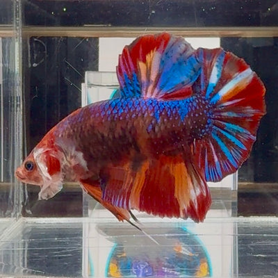 [Rare]Young Giant Koi Multicolor Bigtail A146 - Male Betta