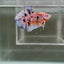 [Rare]Young Giant Koi Multicolor S51 Plakat - Male Betta