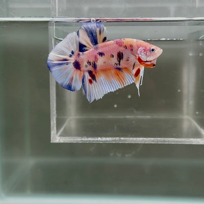 [Rare]Young Giant Koi Multicolor S51 Plakat - Male Betta
