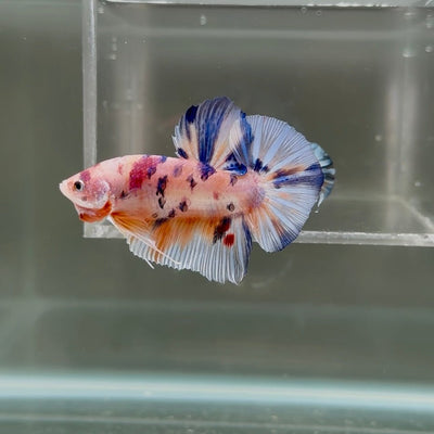 [Rare]Young Giant Koi Multicolor S51 Plakat - Male Betta