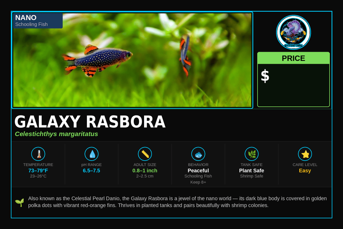 Rasbora Galaxy Celestial Danio Pearl CDP