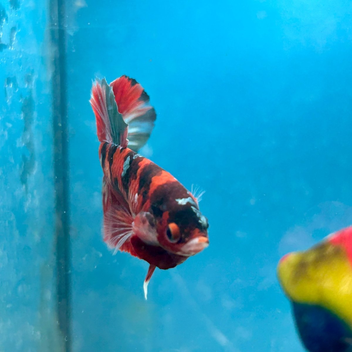 Red Copper Koi Plakat Male Betta Fish 050