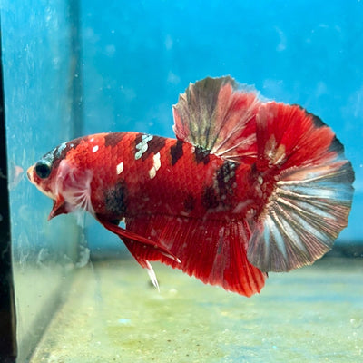 Red Copper Koi Plakat Male Betta Fish 050