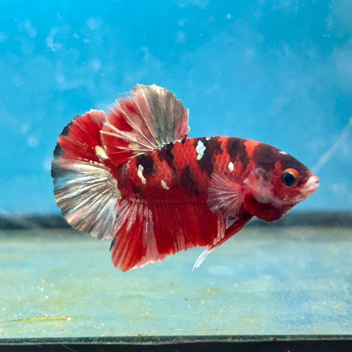 Red Copper Koi Plakat Male Betta Fish 050