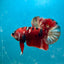 Red Copper Koi Plakat Male Betta Fish 050