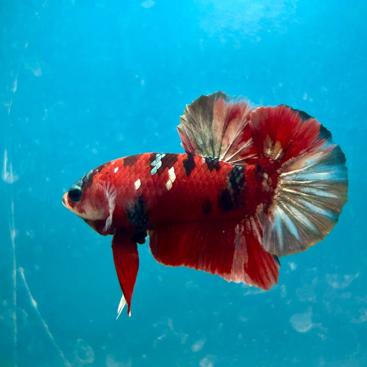 Red Copper Koi Plakat Male Betta Fish 050