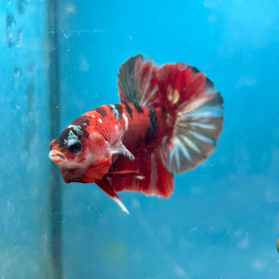 Red Copper Koi Plakat Male Betta Fish 050