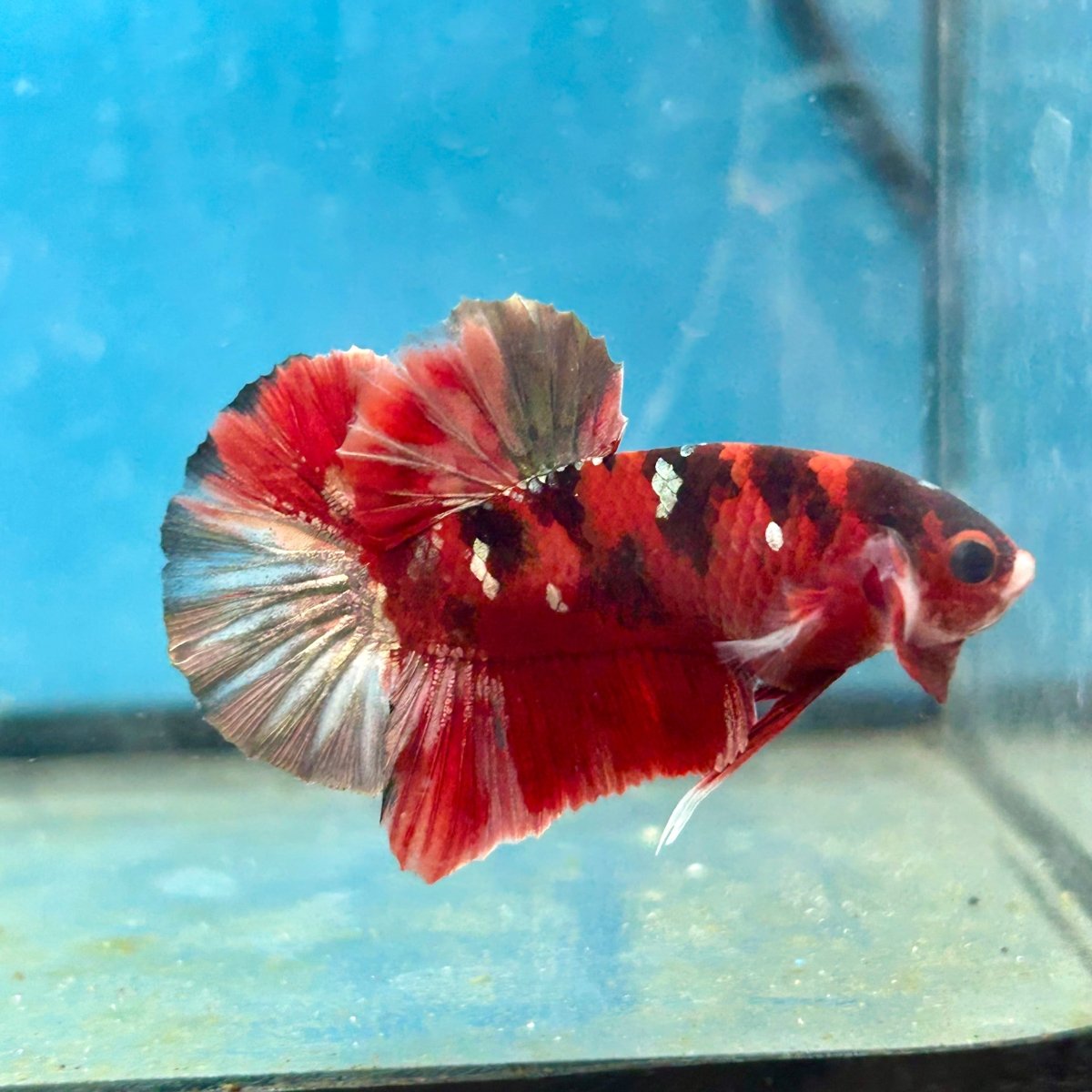 Red Copper Koi Plakat Male Betta Fish #050