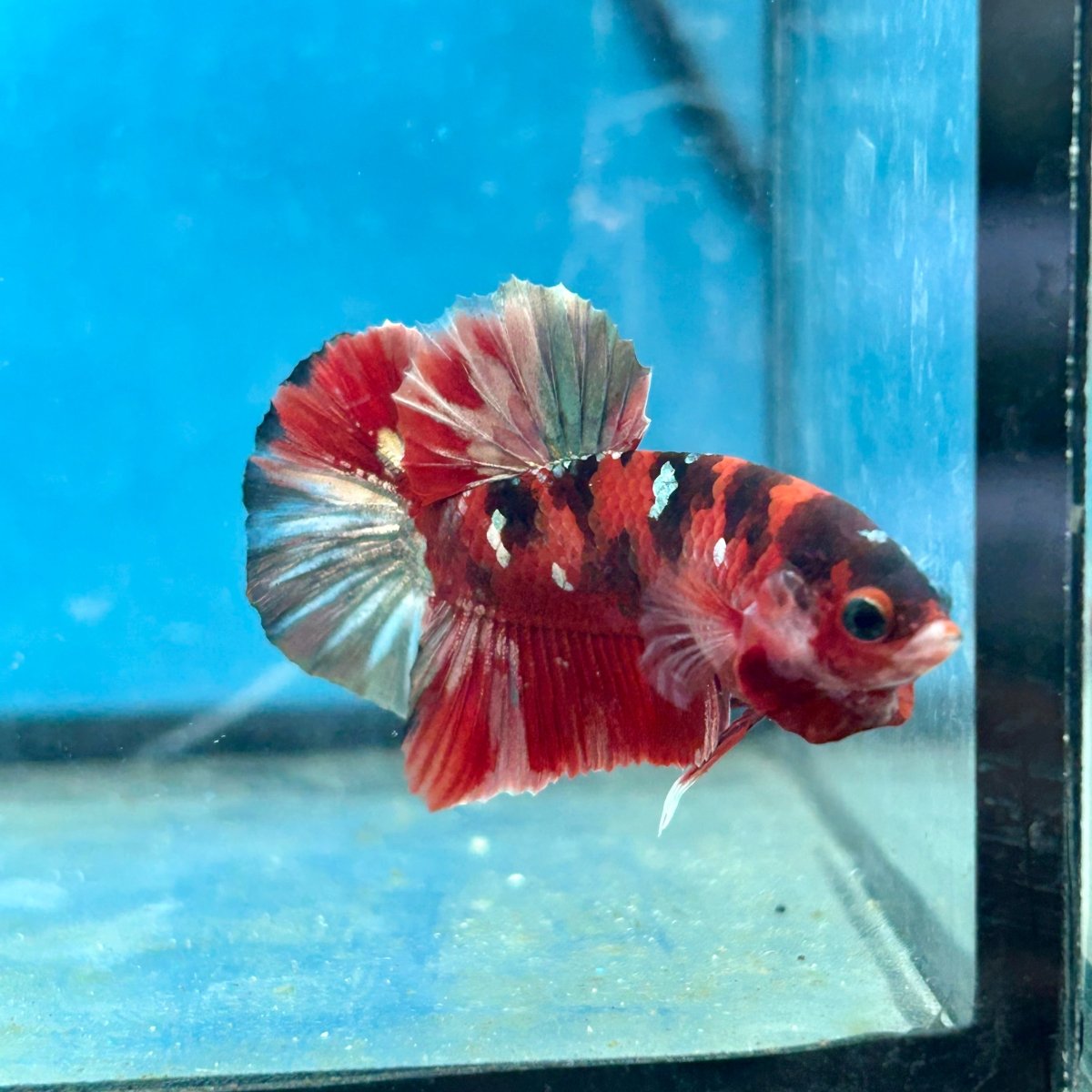 Red Copper Koi Plakat Male Betta Fish 050