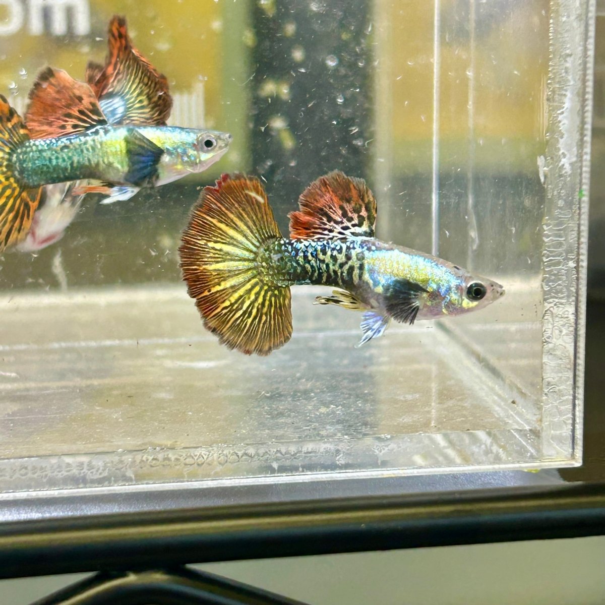 Guppy Fish Red Dragon