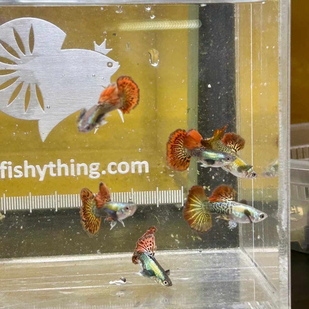 Guppy Fish Red Dragon