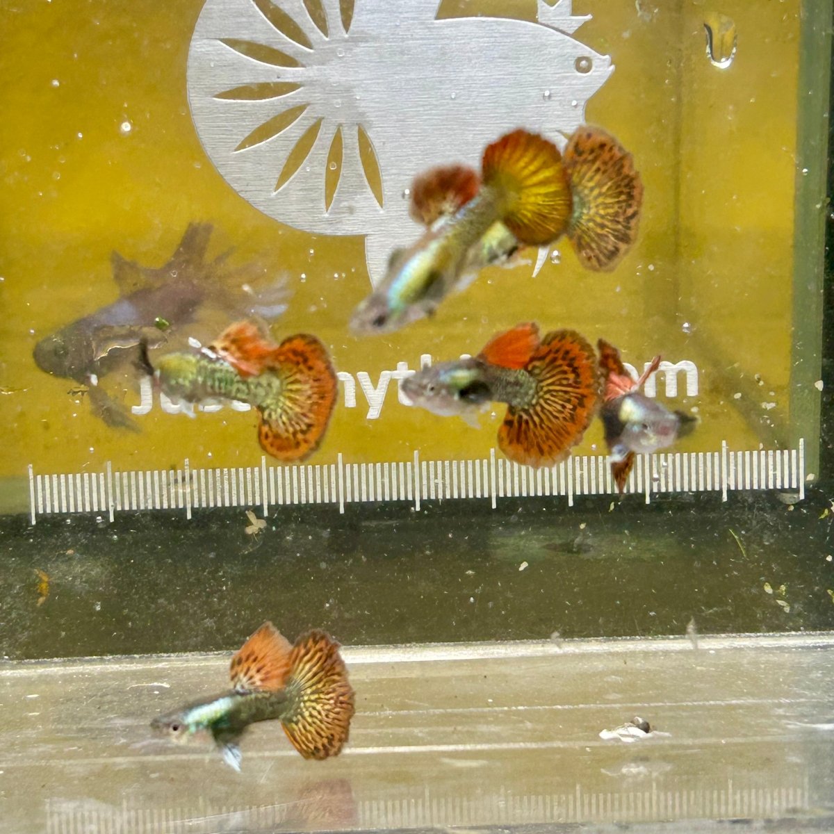 Guppy Fish Red Dragon