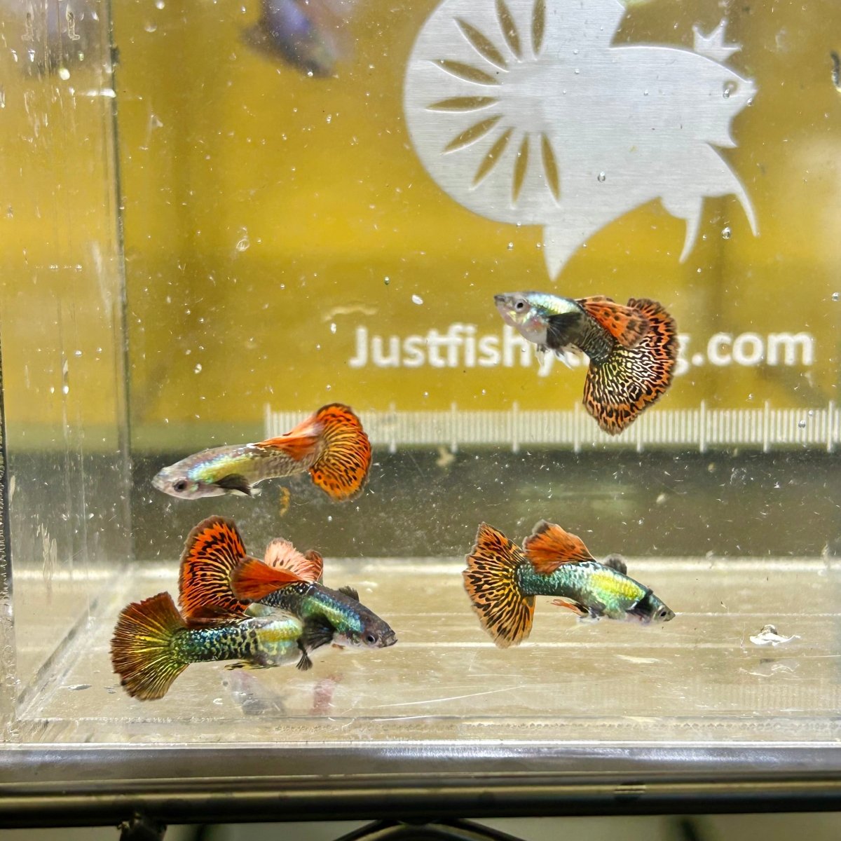 Guppy Fish Red Dragon