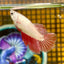 Red Dragon Halfmoon - Female Betta 108