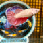 Red Dragon Halfmoon - Female Betta 108