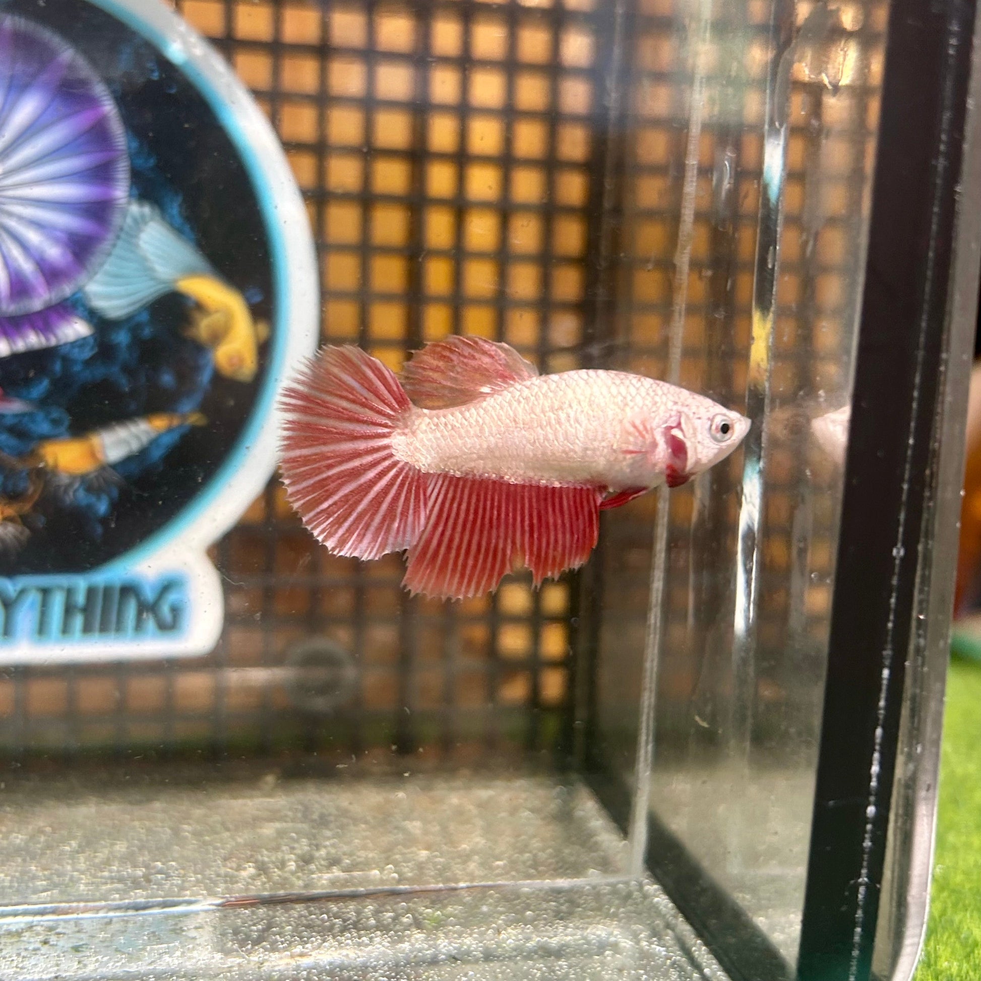 Red Dragon Halfmoon - Female Betta 108