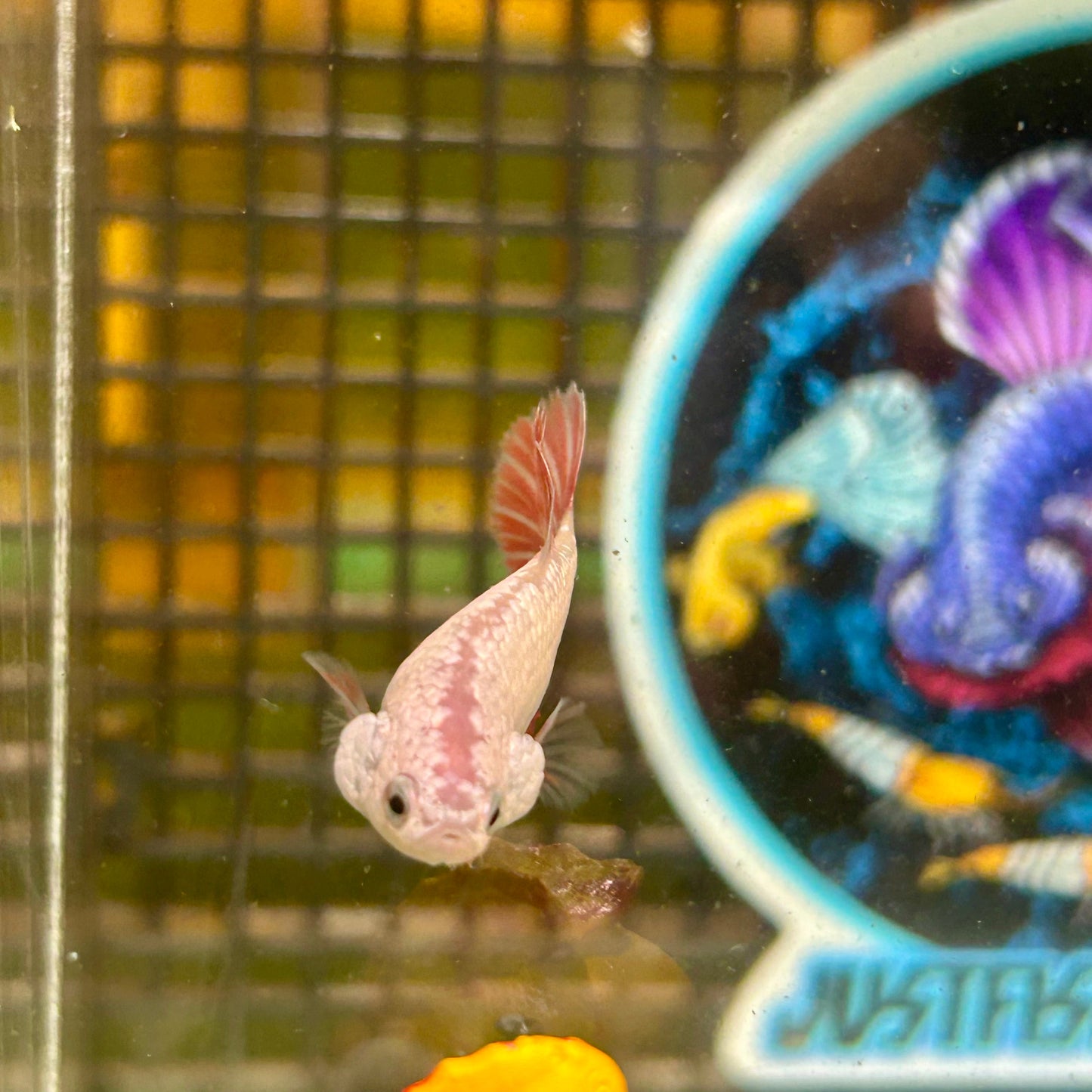 Red Dragon Halfmoon - Female Betta 108