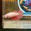 Red Dragon Halfmoon - Female Betta 108