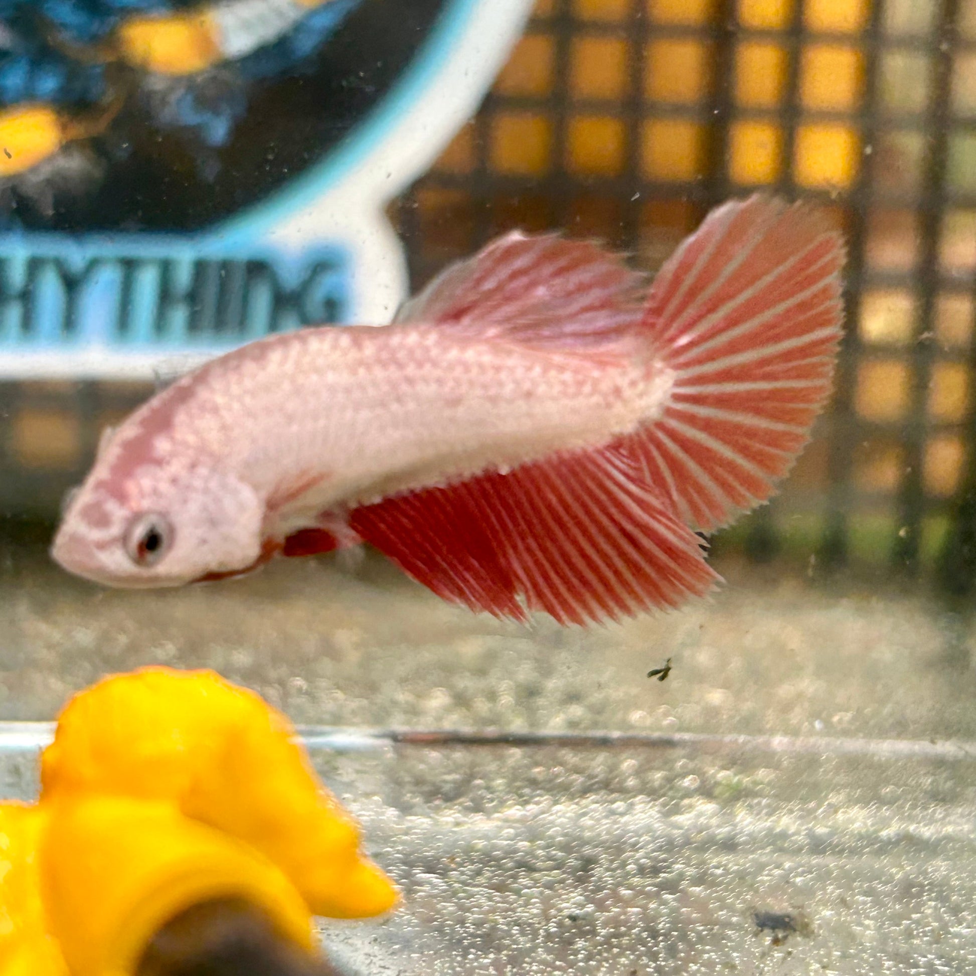 Red Dragon Halfmoon - Female Betta 108