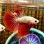 Red Dragon Halfmoon - Male Betta 021