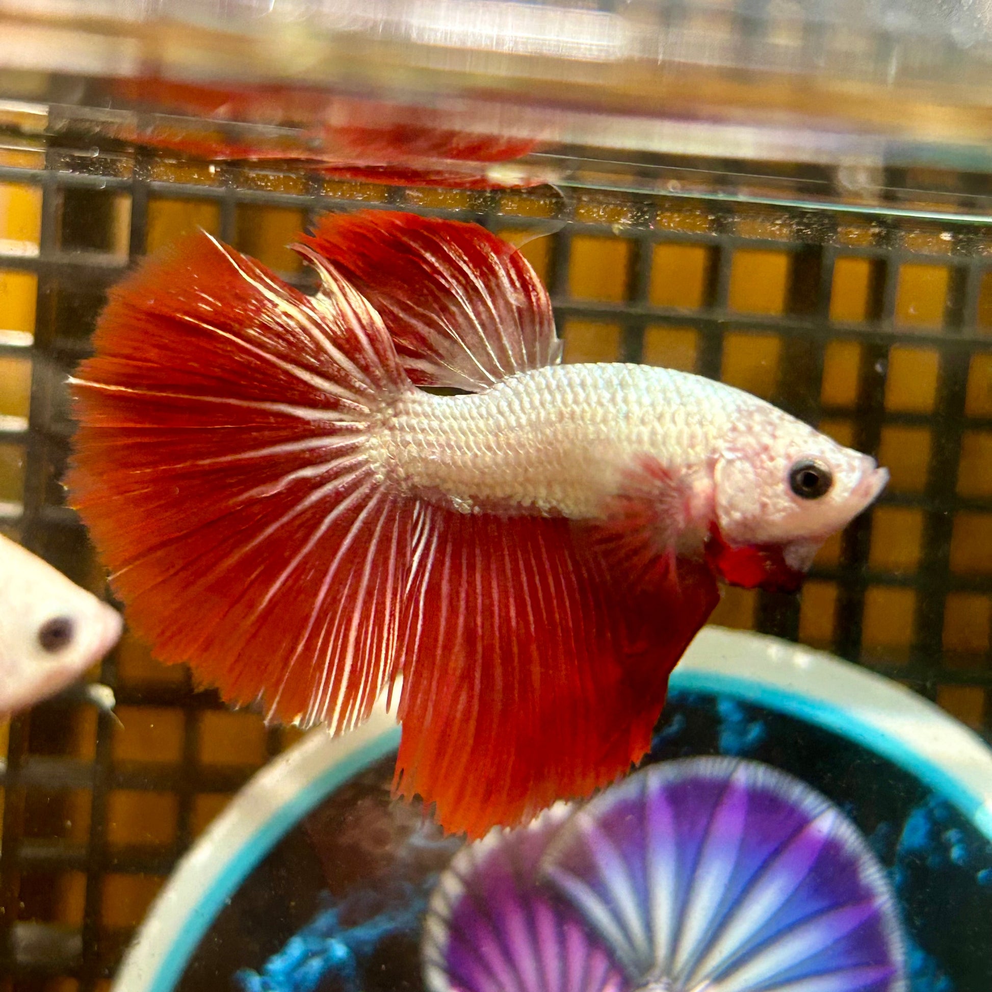 Red Dragon Halfmoon - Male Betta 021