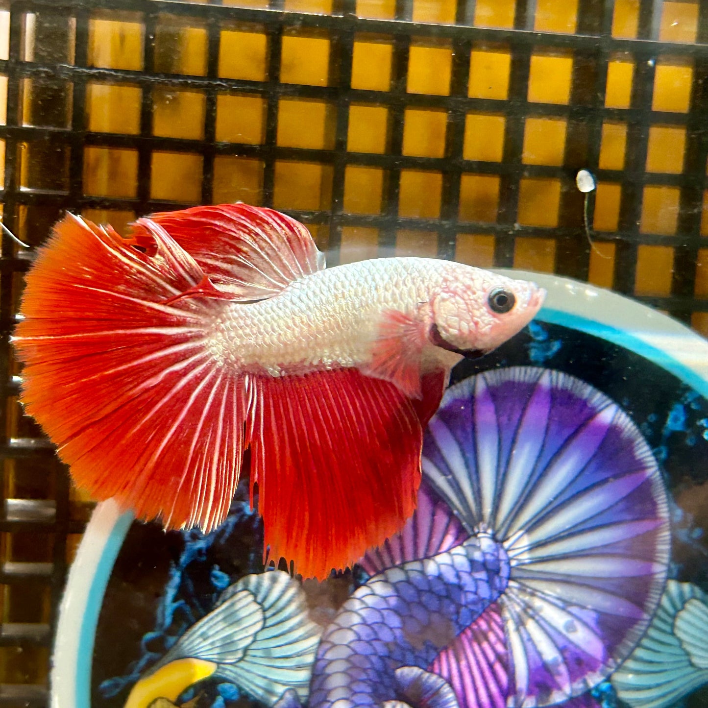 Red Dragon Halfmoon - Male Betta 021