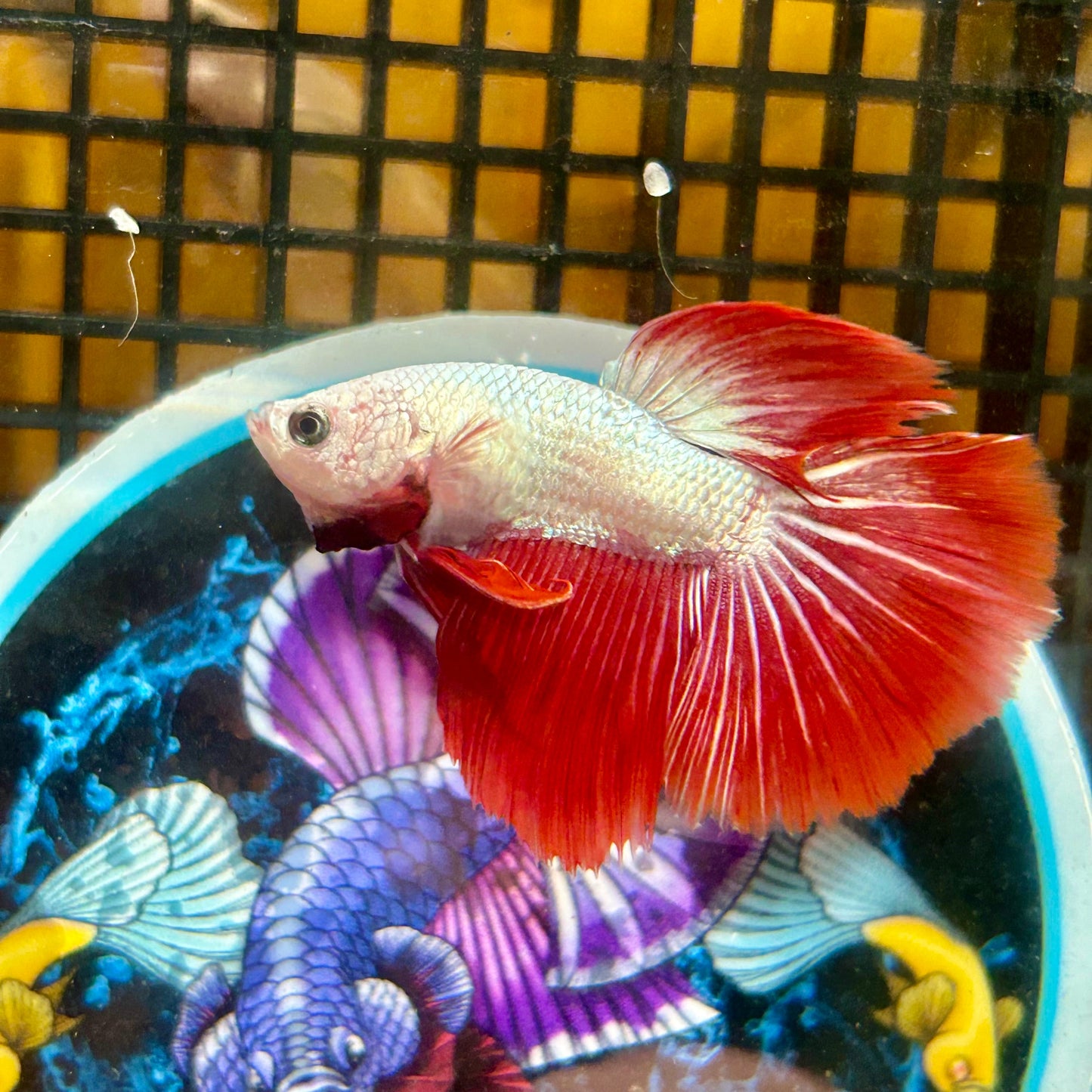 Red Dragon Halfmoon - Male Betta 021