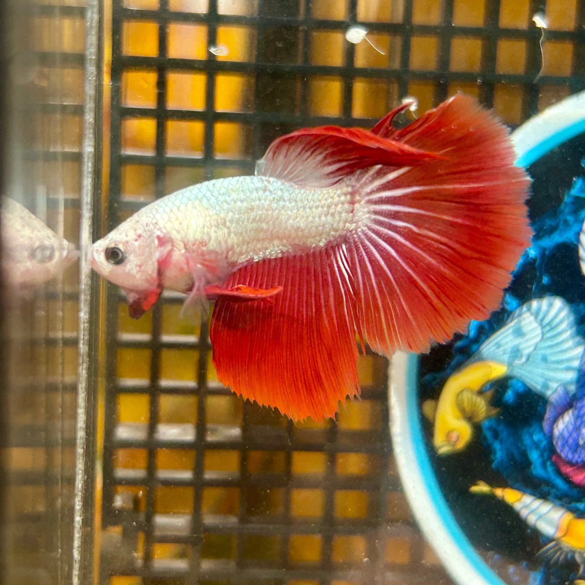 Red Dragon Halfmoon - Male Betta 021