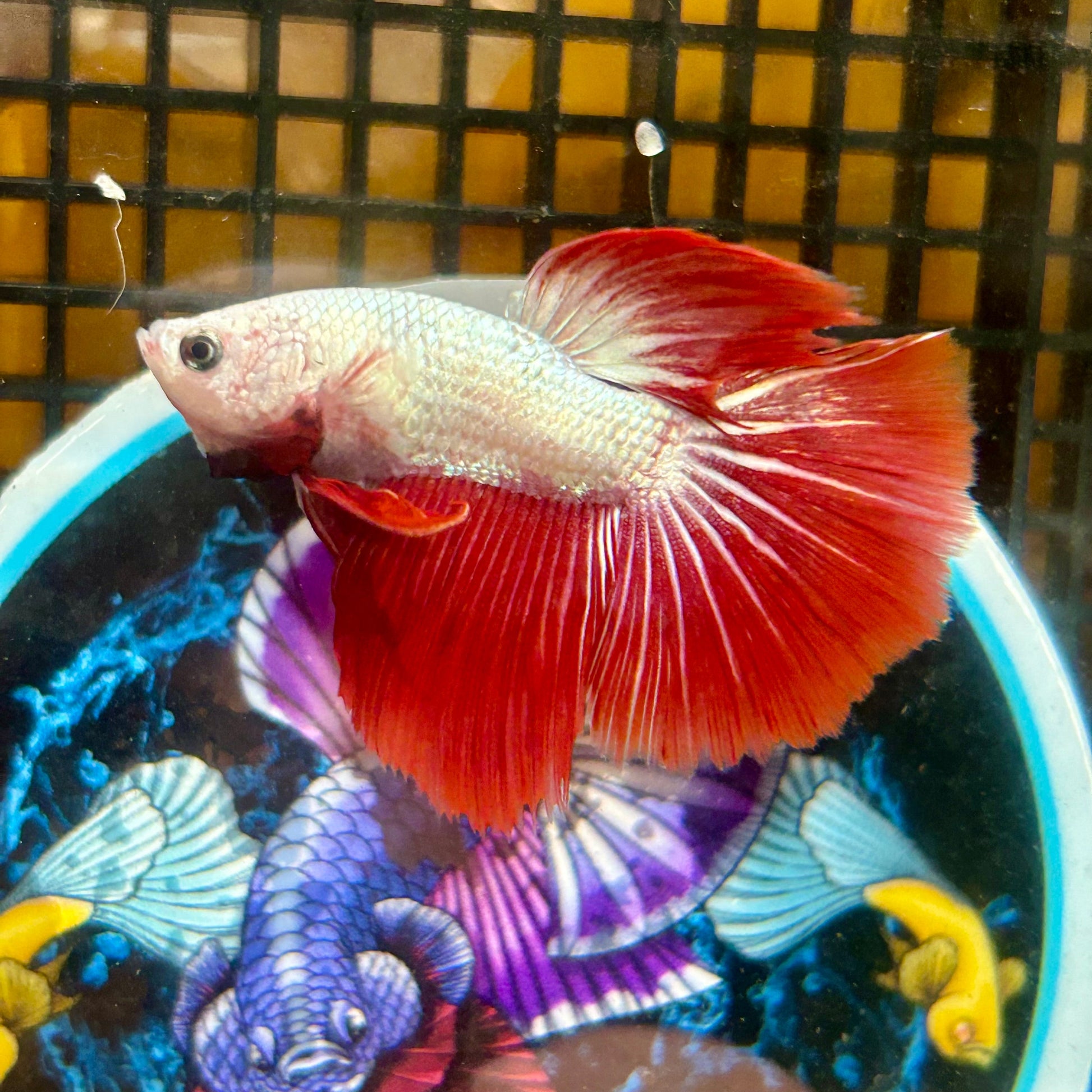 Red Dragon Halfmoon - Male Betta 021