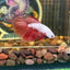 Red Dragon Halfmoon - Male Betta 079