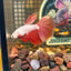 Red Dragon Halfmoon - Male Betta 079