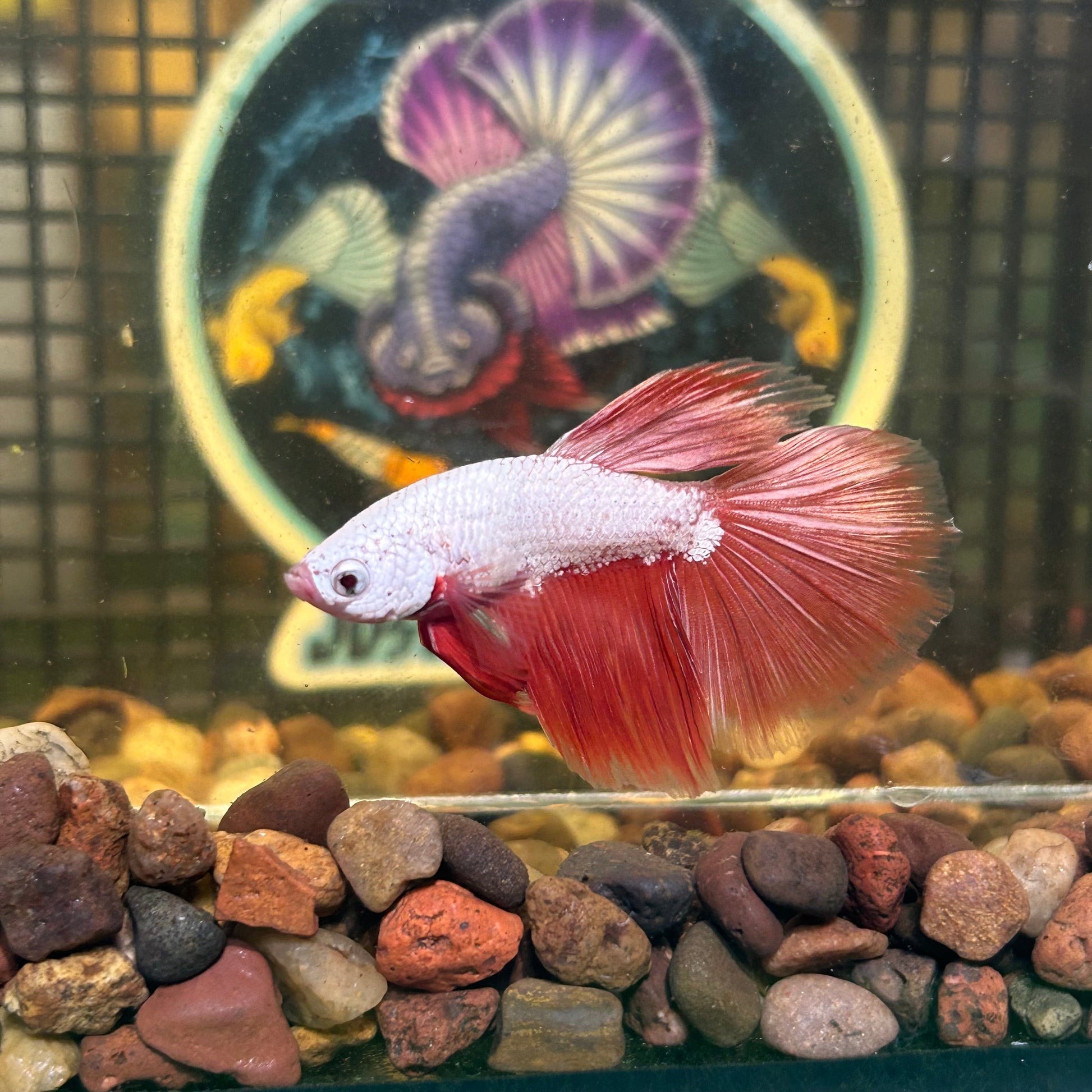 Red Dragon Halfmoon - Male Betta 079