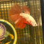 Red Dragon Halfmoon - Male Betta 079