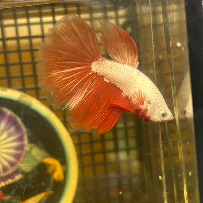 Red Dragon Halfmoon - Male Betta 079