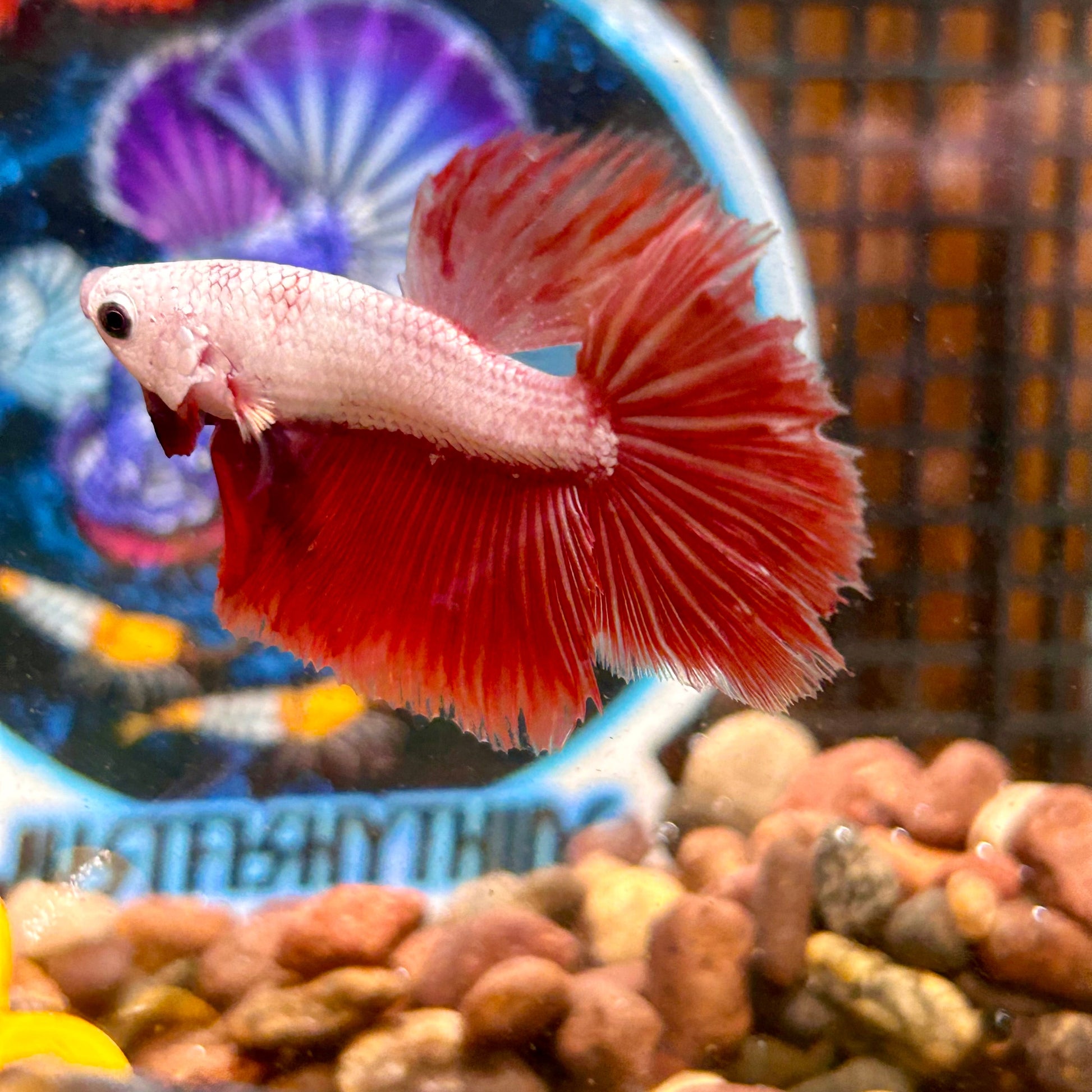 Red Dragon Halfmoon - Male Betta 099