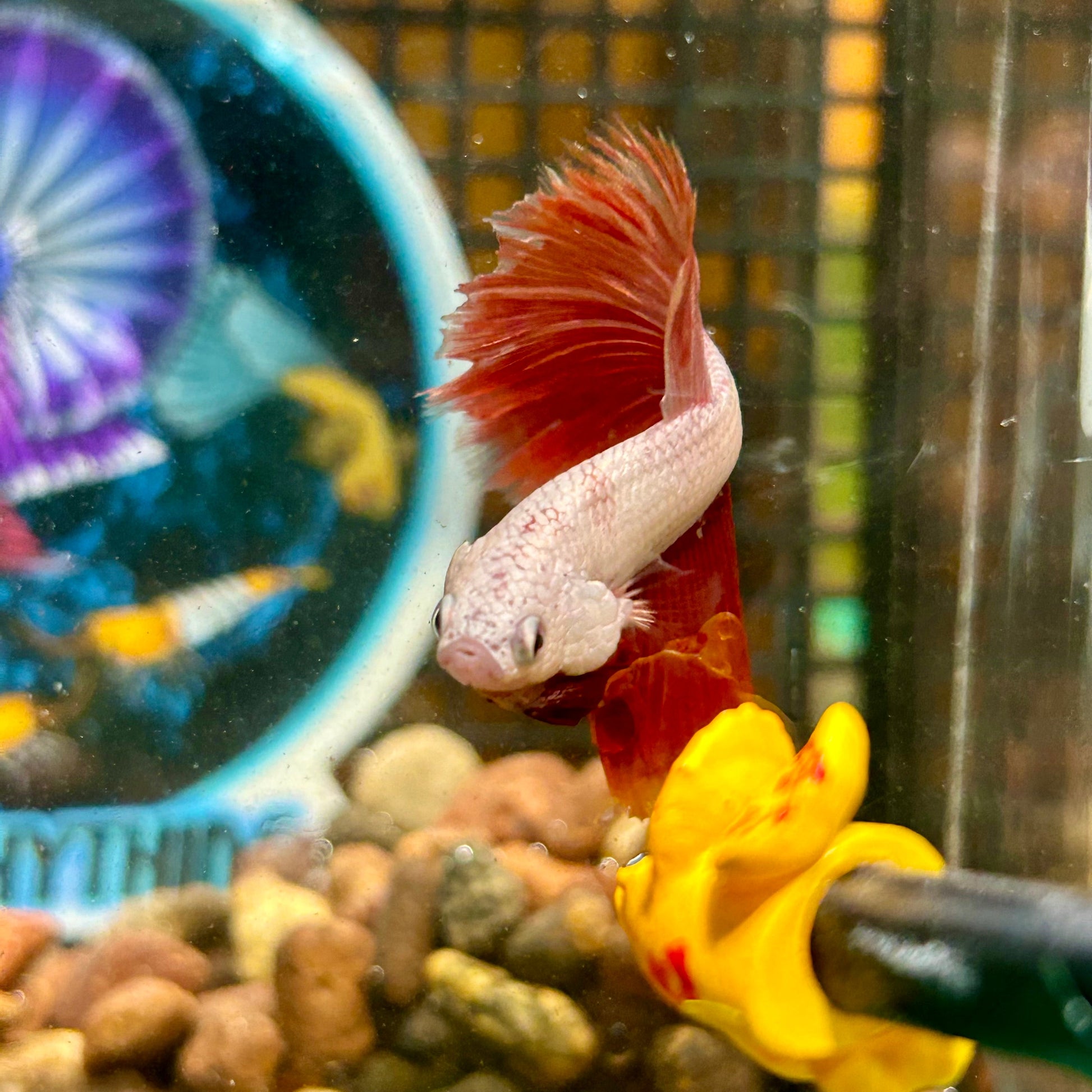 Red Dragon Halfmoon - Male Betta 099