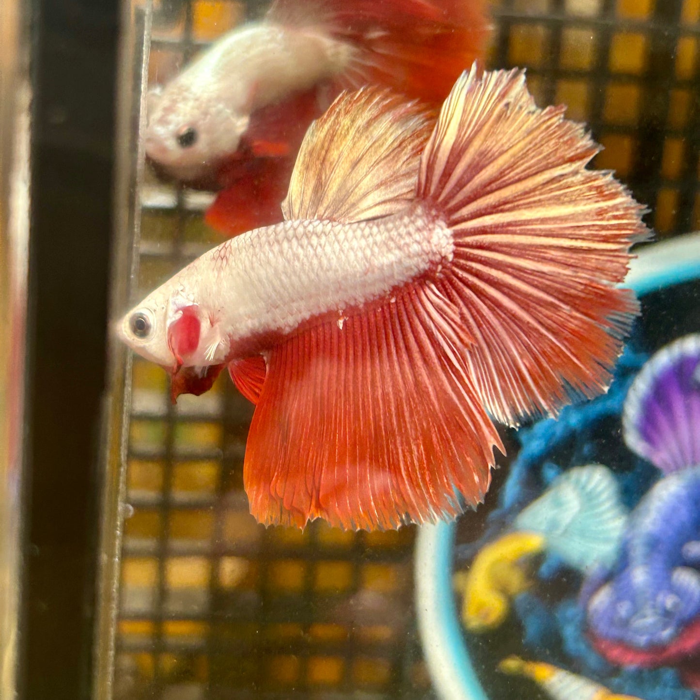 Red Dragon Halfmoon - Male Betta 099