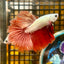 Red Dragon Halfmoon - Male Betta 099