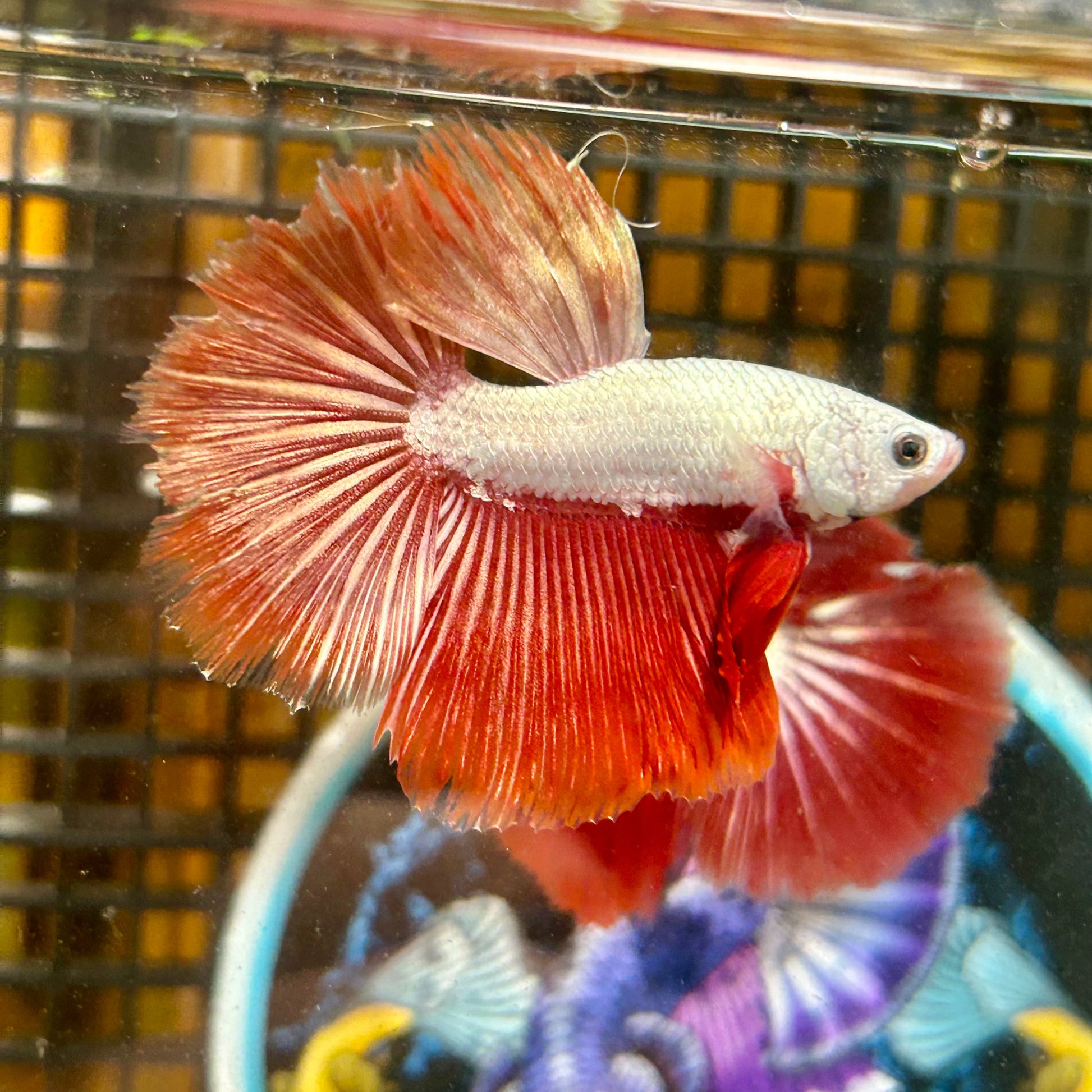 Red Dragon Halfmoon - Male Betta 099