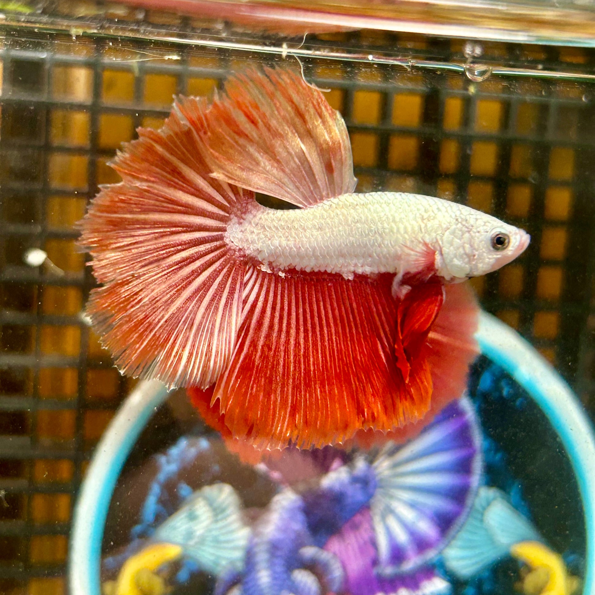 Red Dragon Halfmoon - Male Betta 099