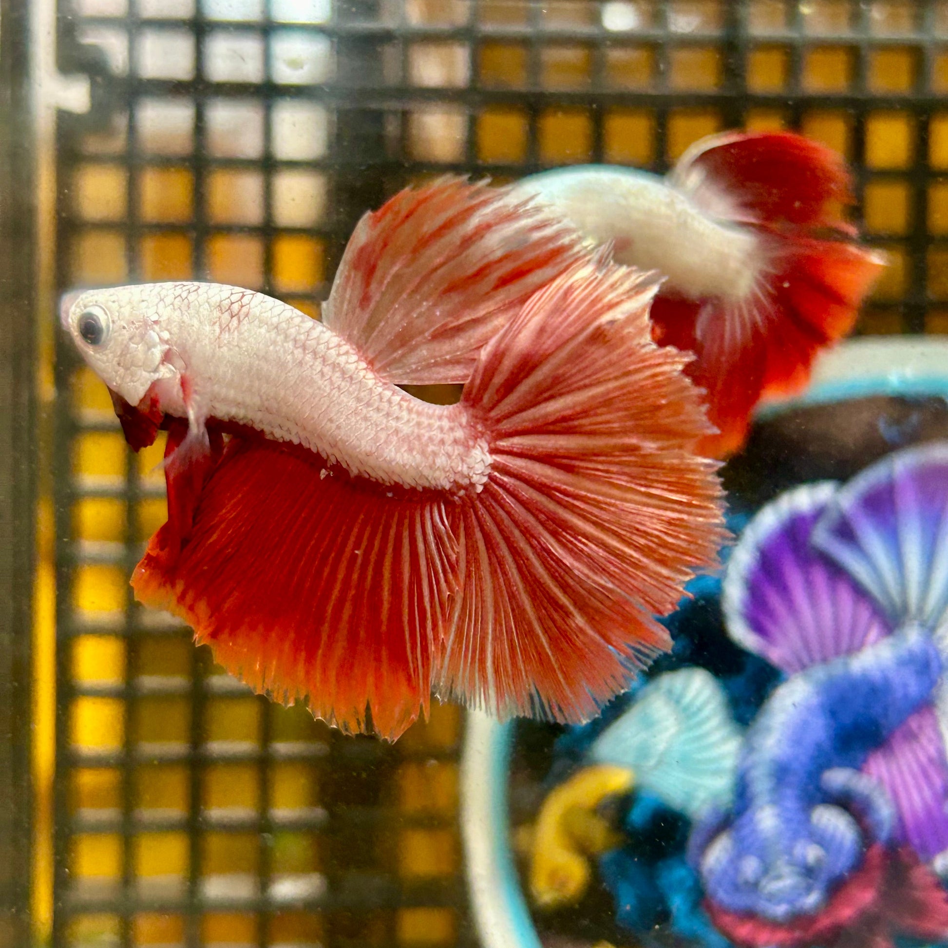 Red Dragon Halfmoon - Male Betta 099