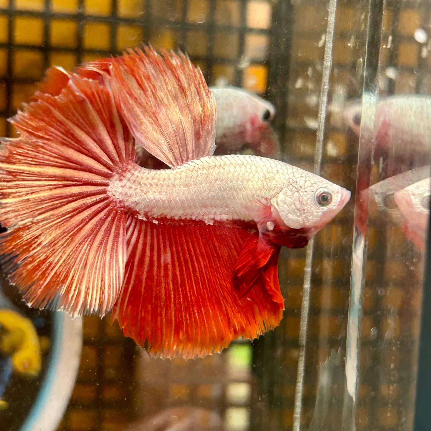 Red Dragon Halfmoon - Male Betta 099