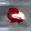 Red Dragon Plakat - Betta