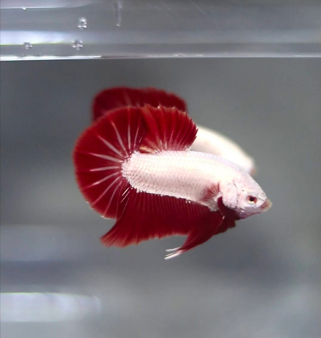 Red Dragon Plakat - Betta